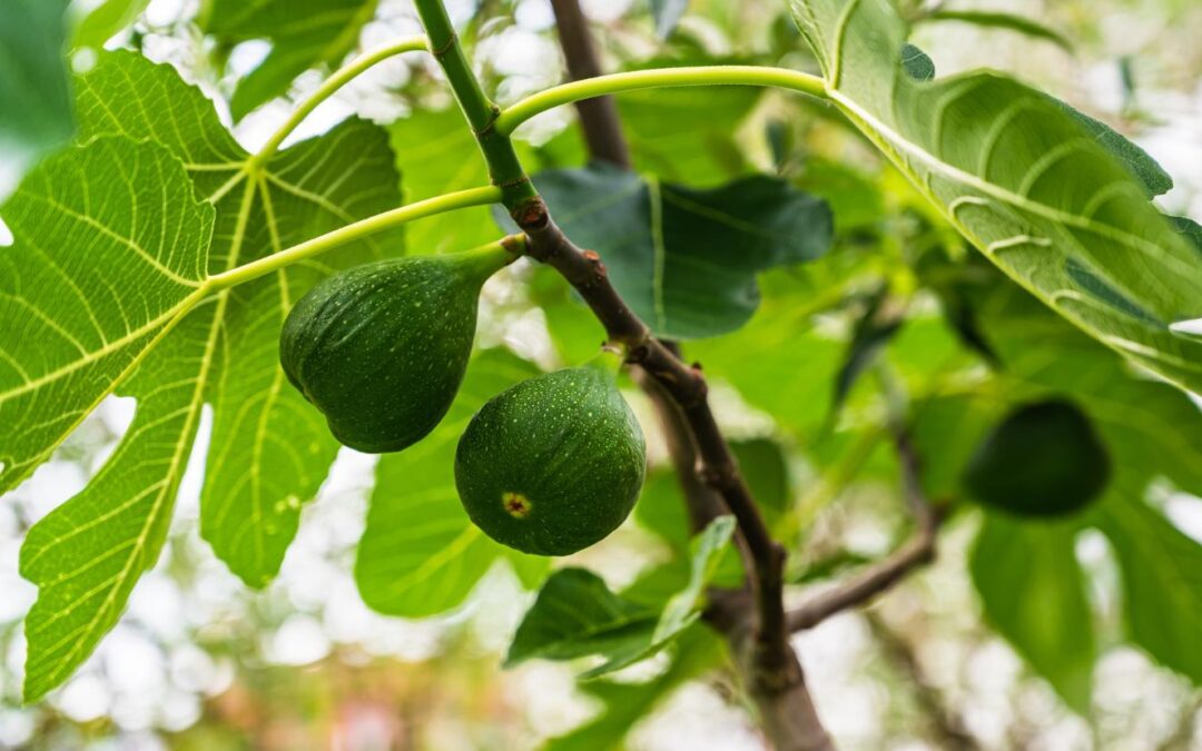 Pelos seus frutos os conhecereis